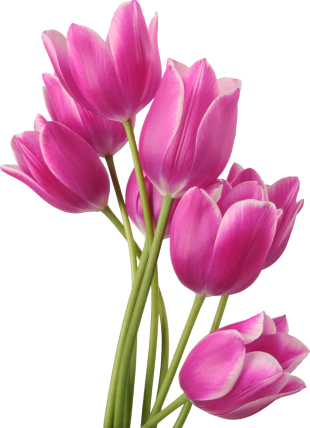 Featured Flower