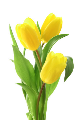 Featured Flower