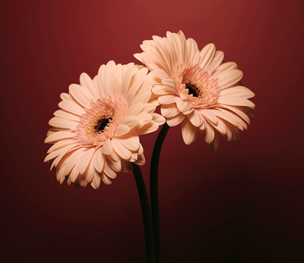 Gerbera Flower