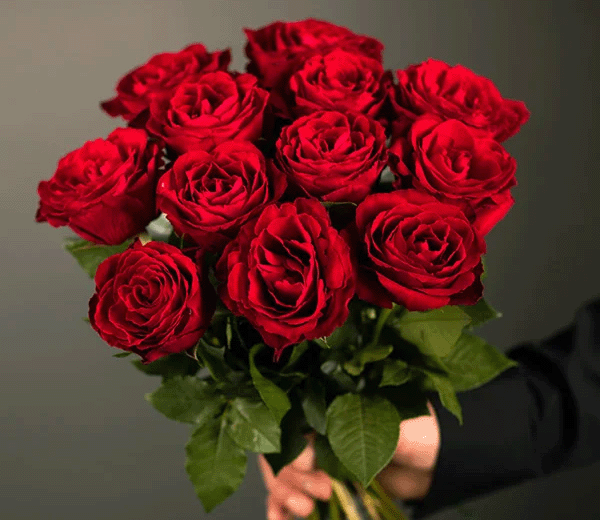 Rose Flower