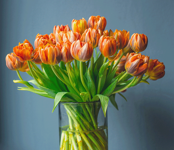 Tulip Flower